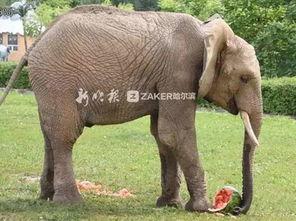 2022娱乐圈吃瓜乱象,揭秘吃瓜乱象背后的真相与反思