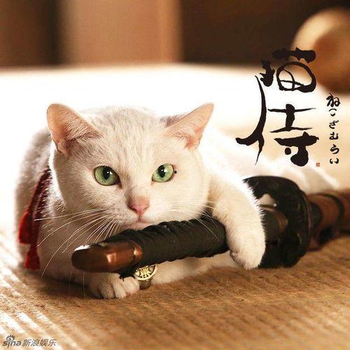 娱乐吃瓜君猫猫,揭秘娱乐圈那些不为人知的幕后故事