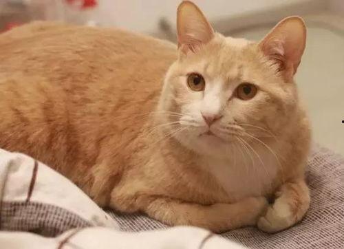 娱乐吃瓜酱橘猫,娱乐界的“喵星人”